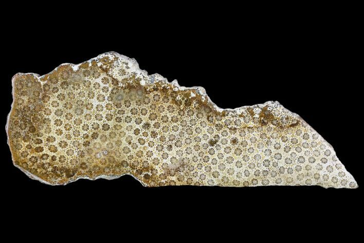 Polished, Fossil Coral Slab - Indonesia #112484